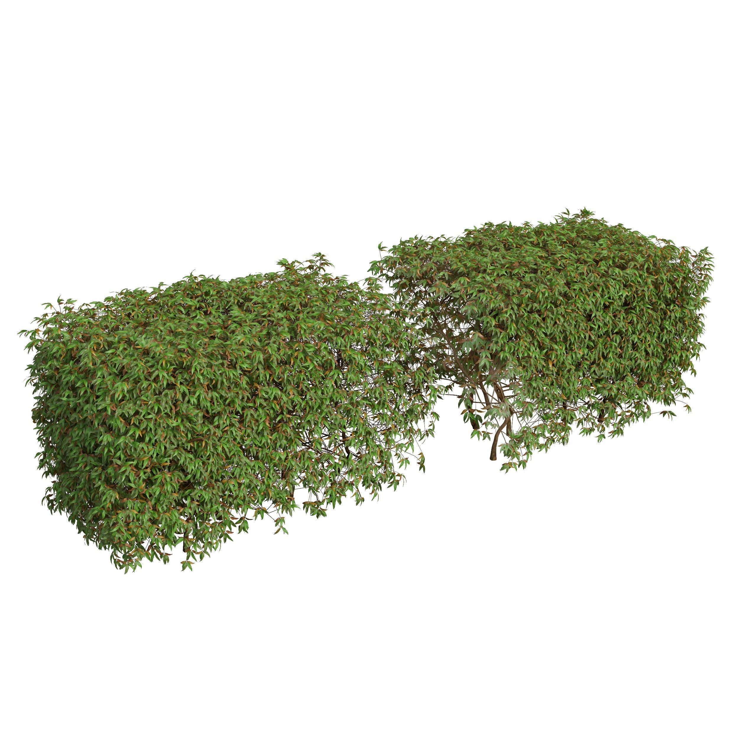 New Plant High detail Pyrrosia Lingua Box Hedge 3D model_2