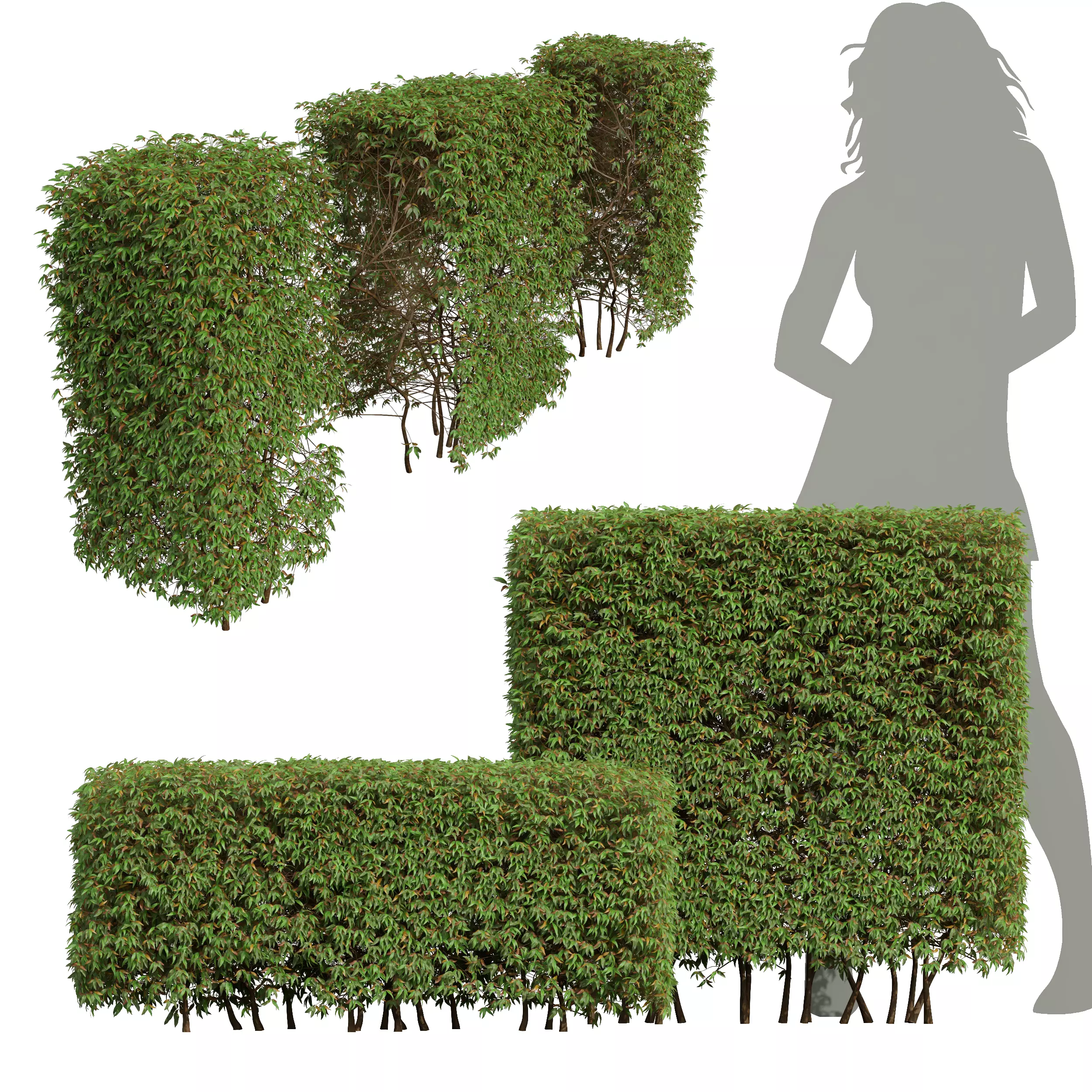 New Plant High detail Pyrrosia Lingua Box Hedge 3D model_0