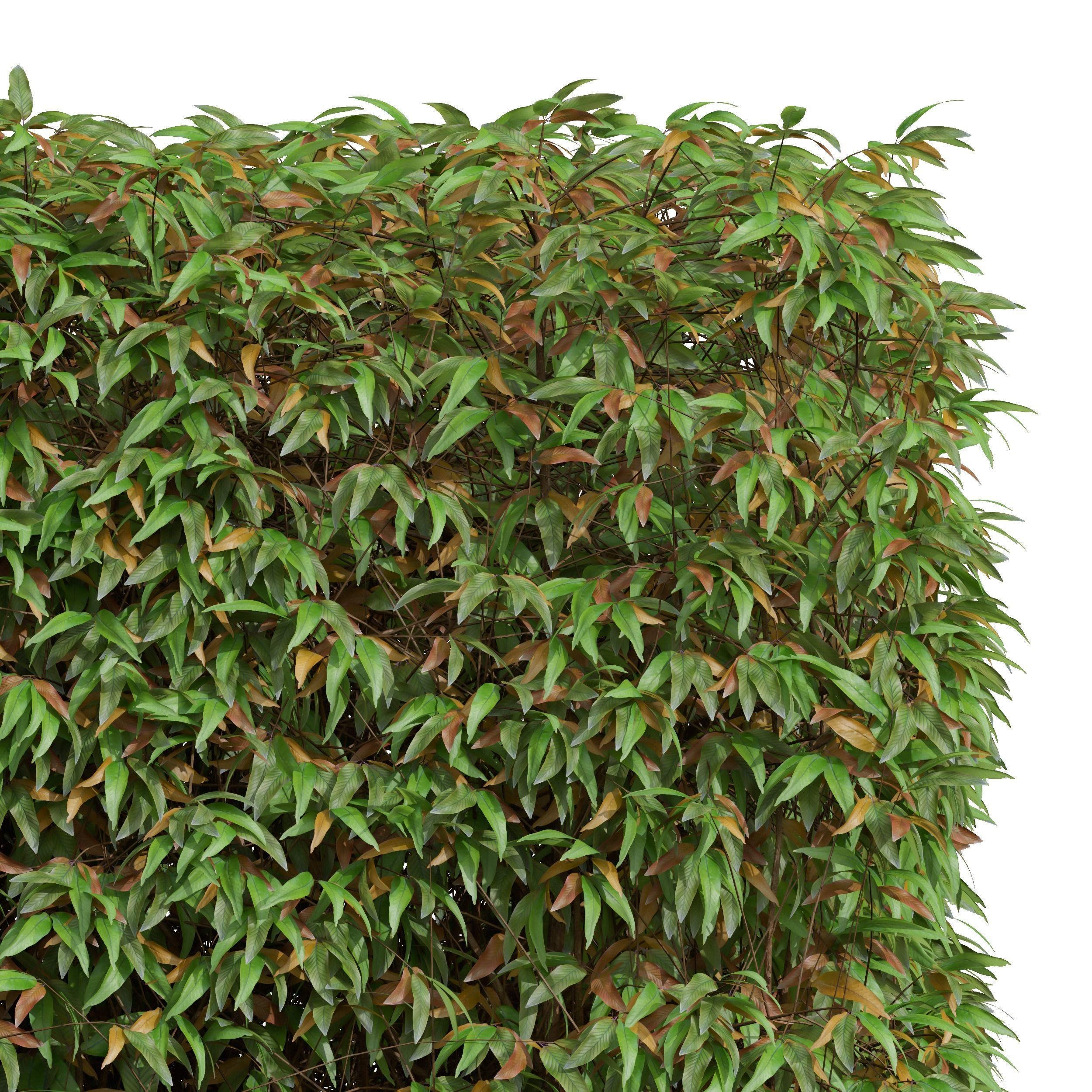 New Plant High detail Pyrrosia Lingua Box Hedge 3D model_3