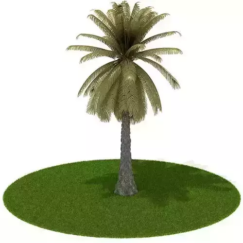 Palm Tree