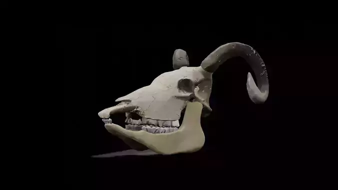 Goat low poly game ready skull