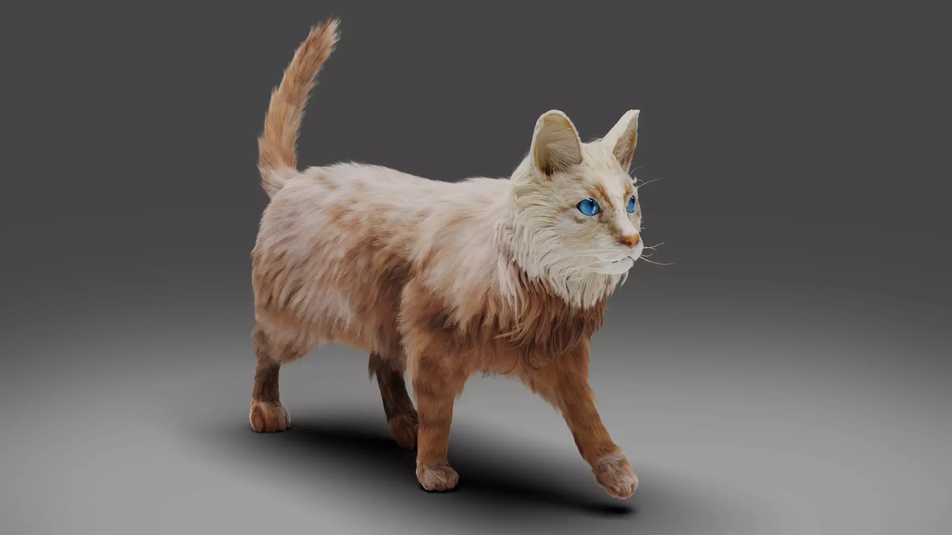 Fur Cat White Rigged in Blender Low-poly 3D model_0