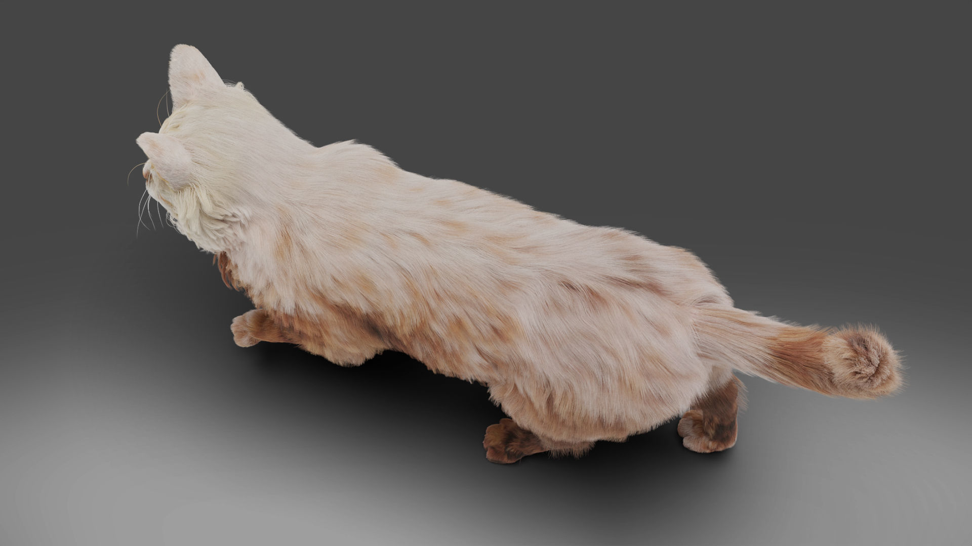 Fur Cat White Rigged in Blender Low-poly 3D model_3