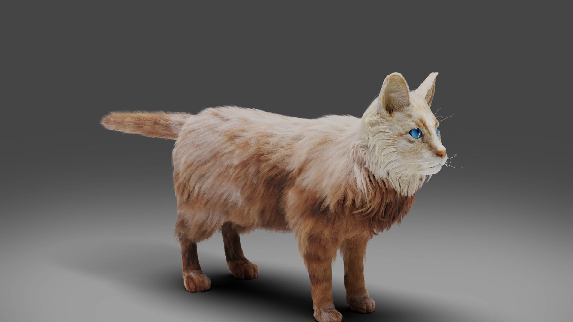Fur Cat White Rigged in Blender Low-poly 3D model_5