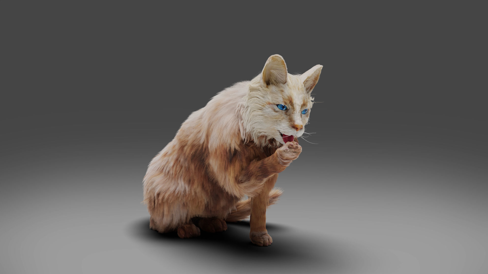 Fur Cat White Rigged in Blender Low-poly 3D model_2