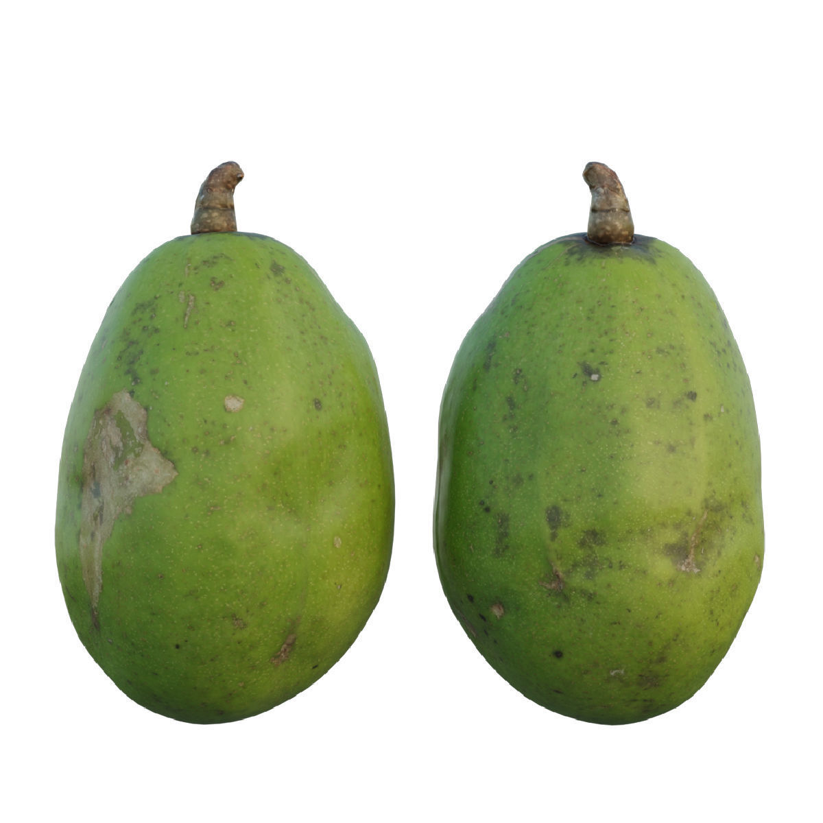 ambarella 02 3D model_4