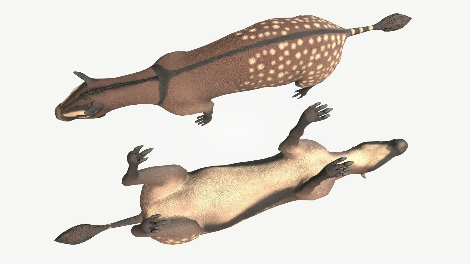 Hyracotherium Low-poly 3D model_2