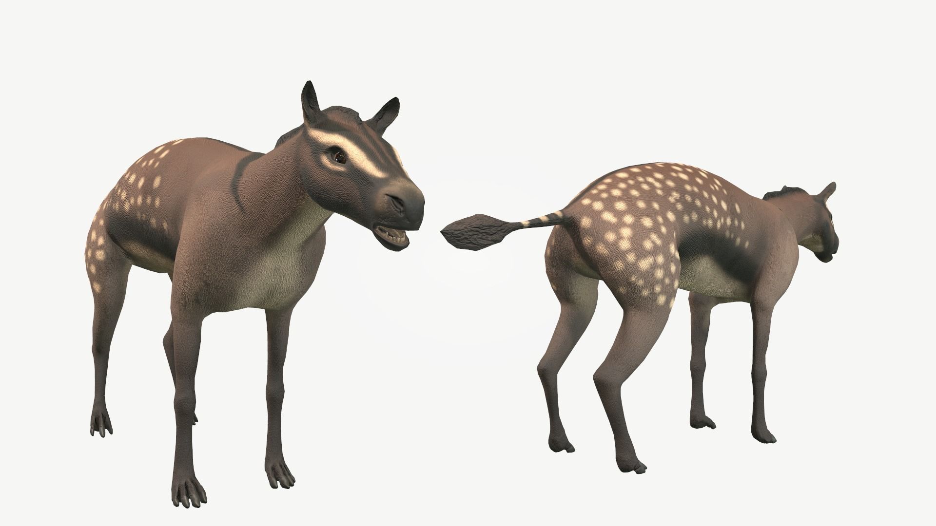 Hyracotherium Low-poly 3D model_3