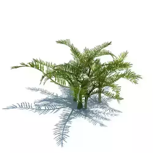 Plant Green Fern