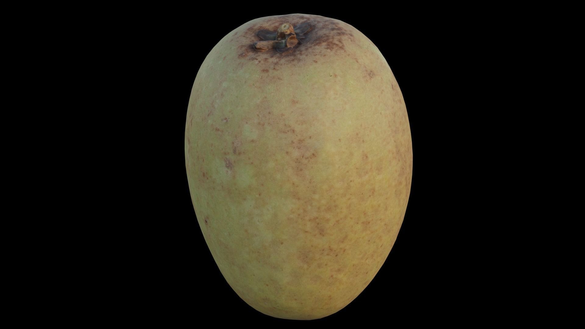 Sapodilla 02 3D model_10