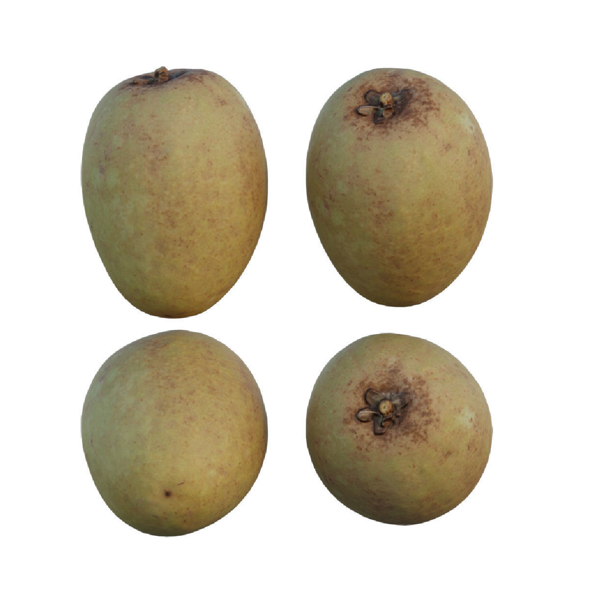 Sapodilla 02 3D model_2