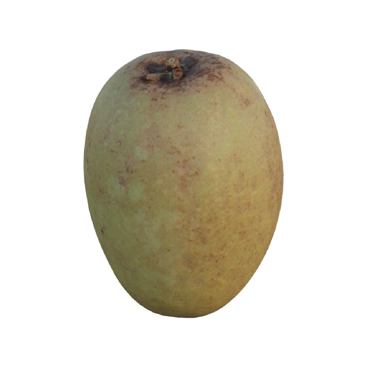 Sapodilla 02 3D model_4