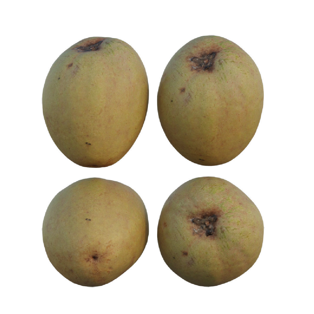 Sapodilla 02 3D model_3