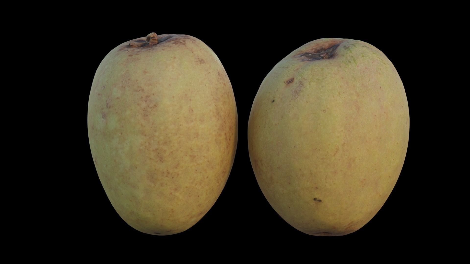 Sapodilla 02 3D model_7