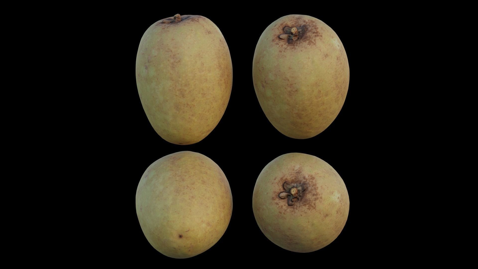 Sapodilla 02 3D model_8