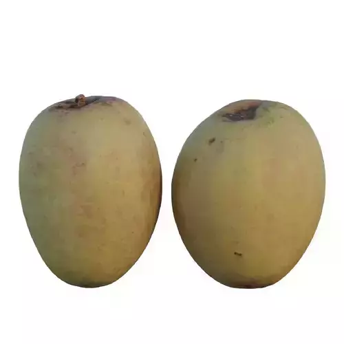 Sapodilla 02