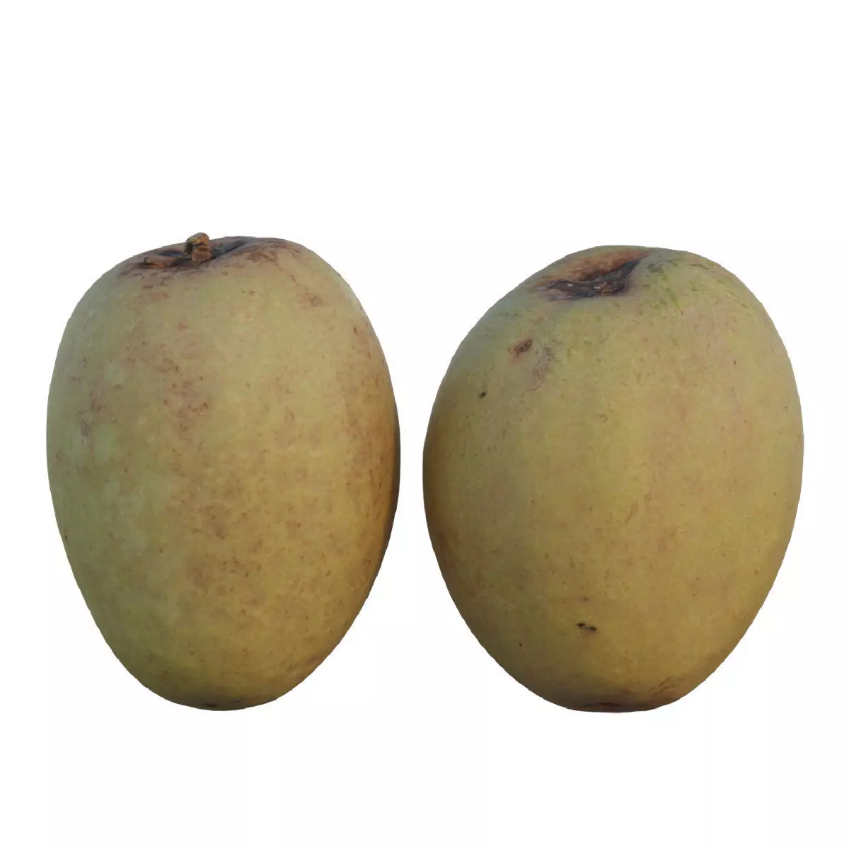 Sapodilla 02 3D model_0