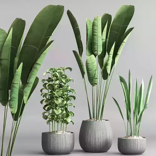 indoor plant collection set vol 67