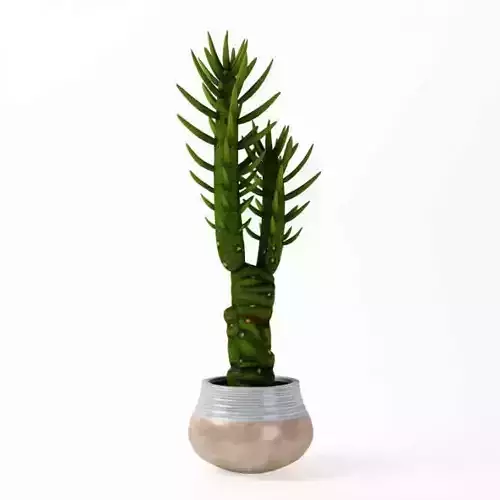 Potted Green Cactus