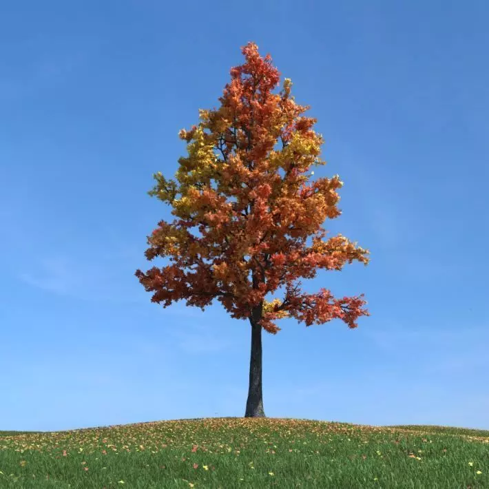 Sweetgum Nature Tree 3D model_0