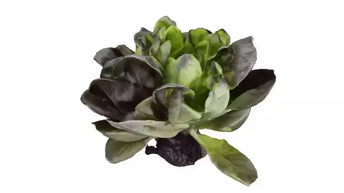 Vegetable lettuce plant in pot