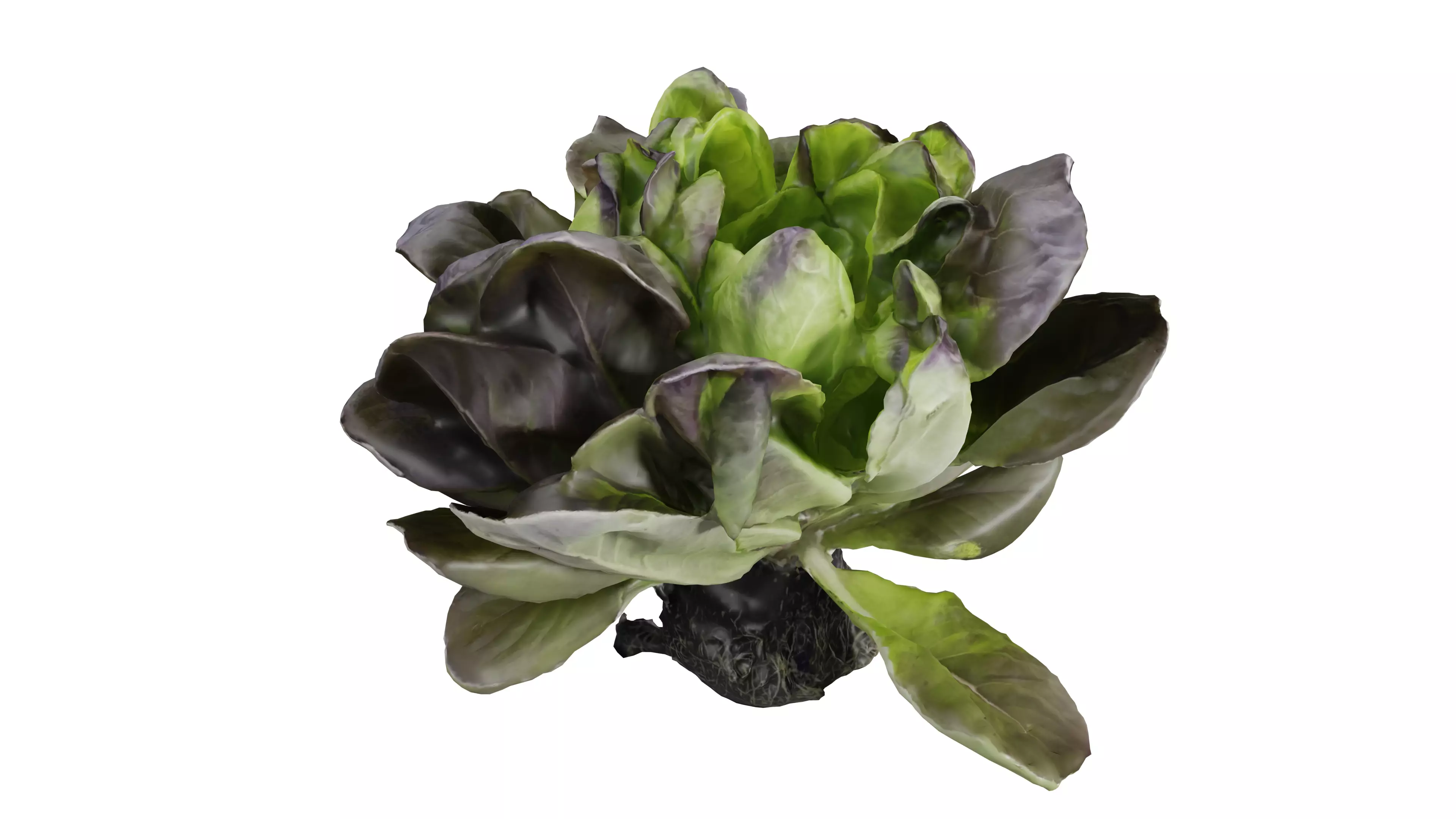 Vegetable lettuce plant in pot Free 3D model