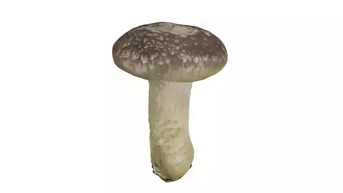 Mushroom