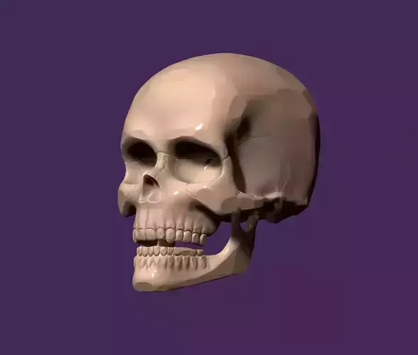 anatomical model of the human skull 3D print model