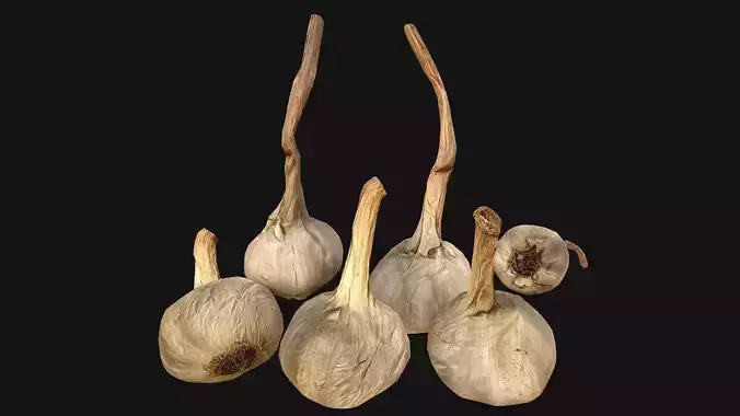 Garlic head