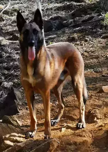 Malinois a belgian dog breed 3D print model