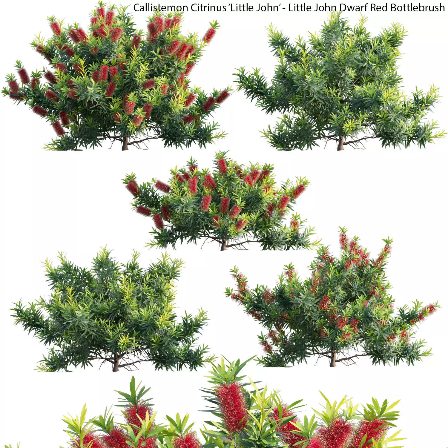 Callistemon Citrinus Little John - Dwarf Red Bottlebrush 3D model
