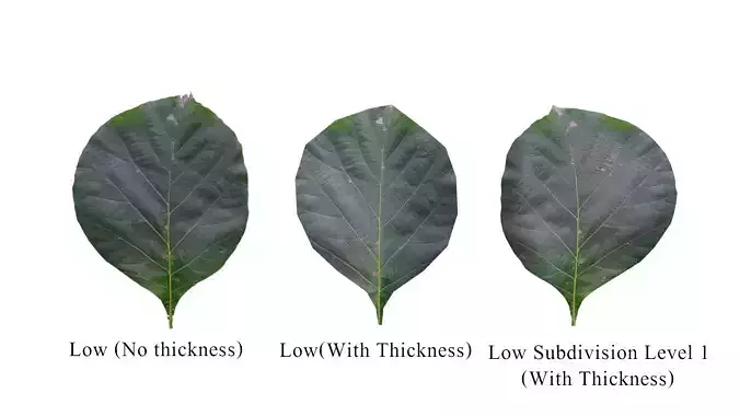 Teak leaf tectona grandis