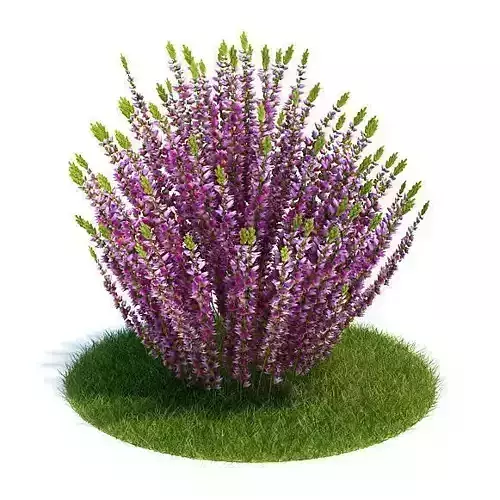 Purple And Green Calluna Plant