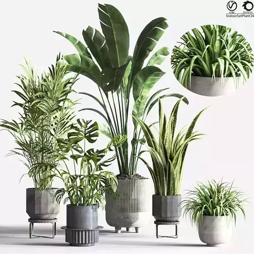 IndoorPlantSet34 two plants in concrete pot