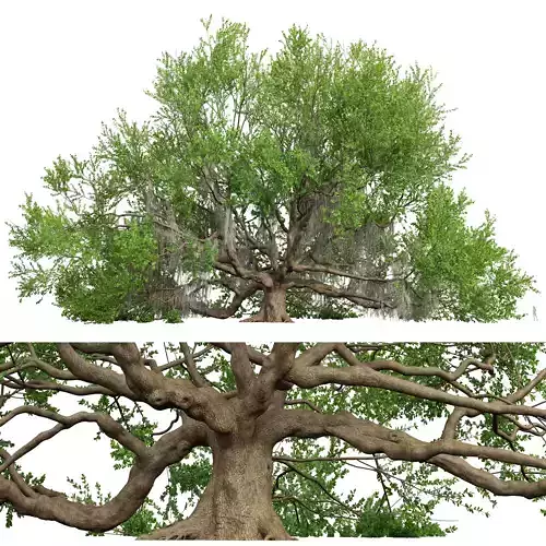 New Plant High detail Angel Oak Live Tree Lying Floor 3D model