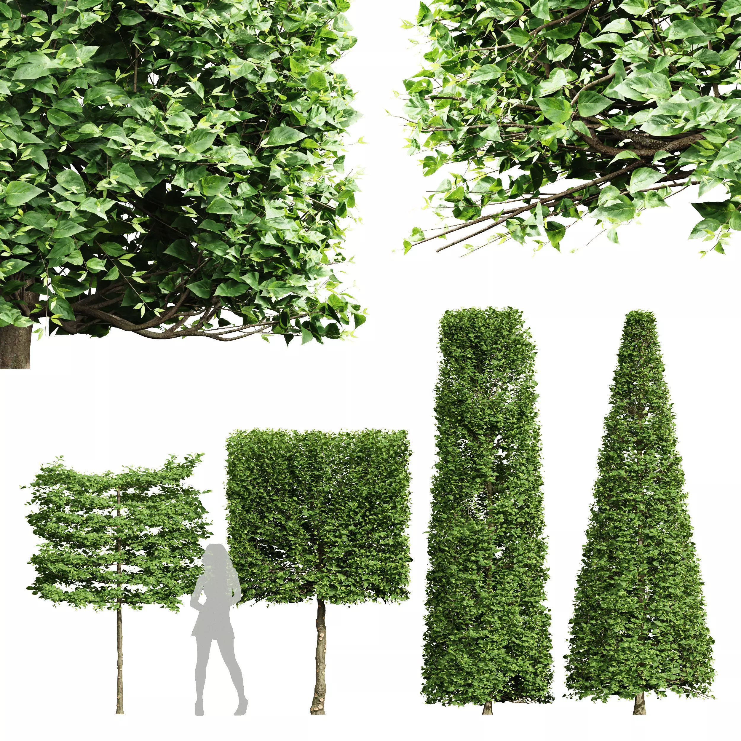 Carpinus Betulus Broadleaf Pole and Box Cigarette  Conical 3D model_0