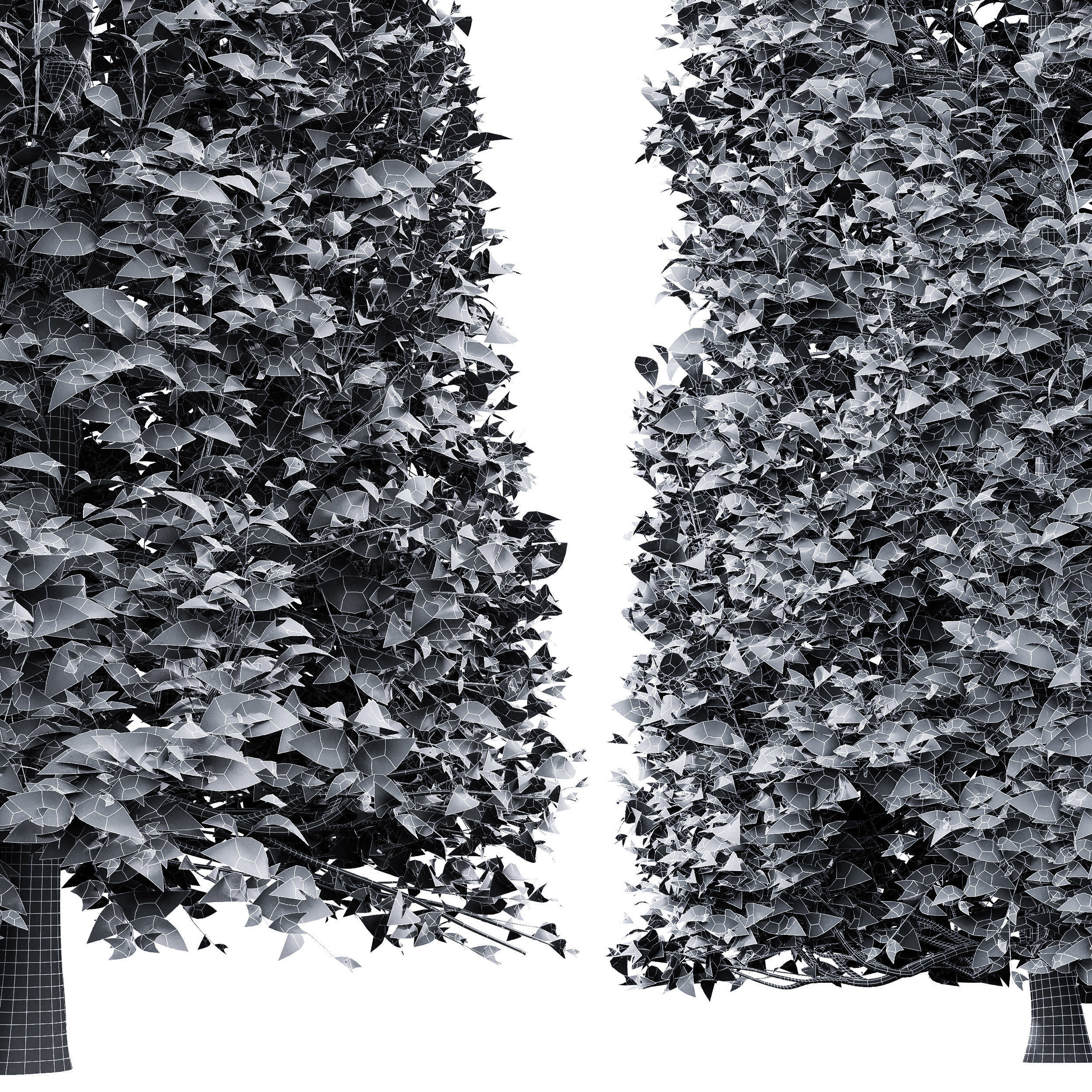 Carpinus Betulus Broadleaf Pole and Box Cigarette  Conical 3D model_6