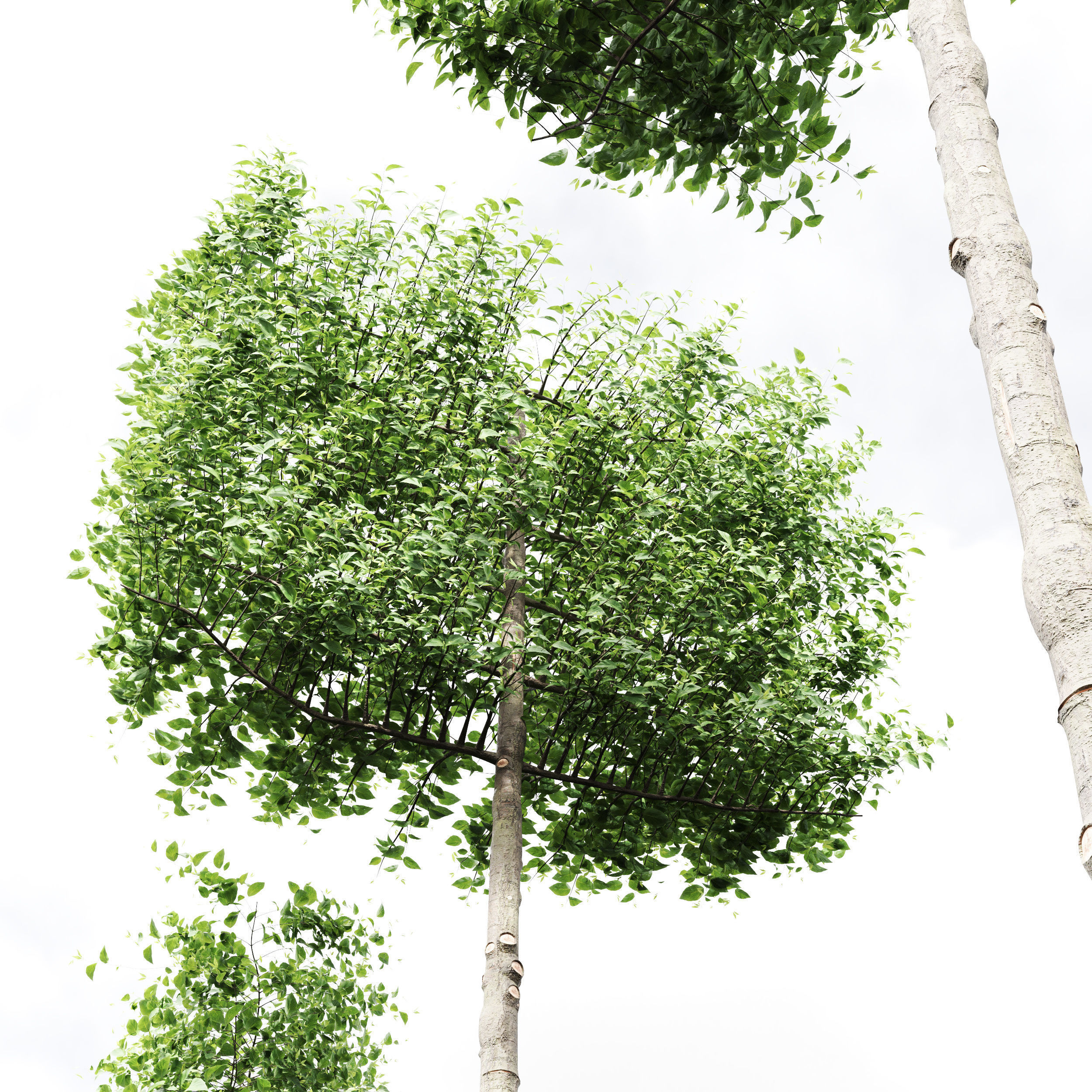 Carpinus Betulus Broadleaf Pole and Box Cigarette  Conical 3D model_4