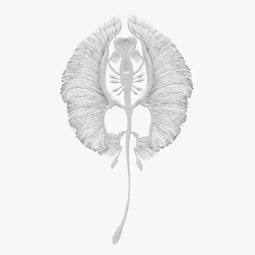 stingray fish bone Low-poly 3D model