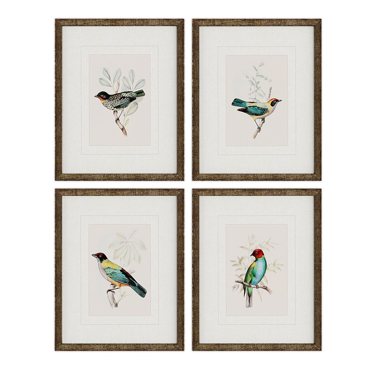 Pictures896 four framed bird prints Low-poly 3D model_2