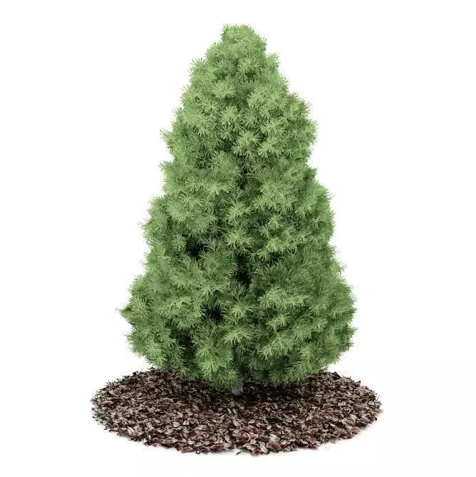 Conifer Plant 3D model_0
