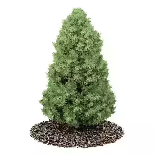 Conifer Plant