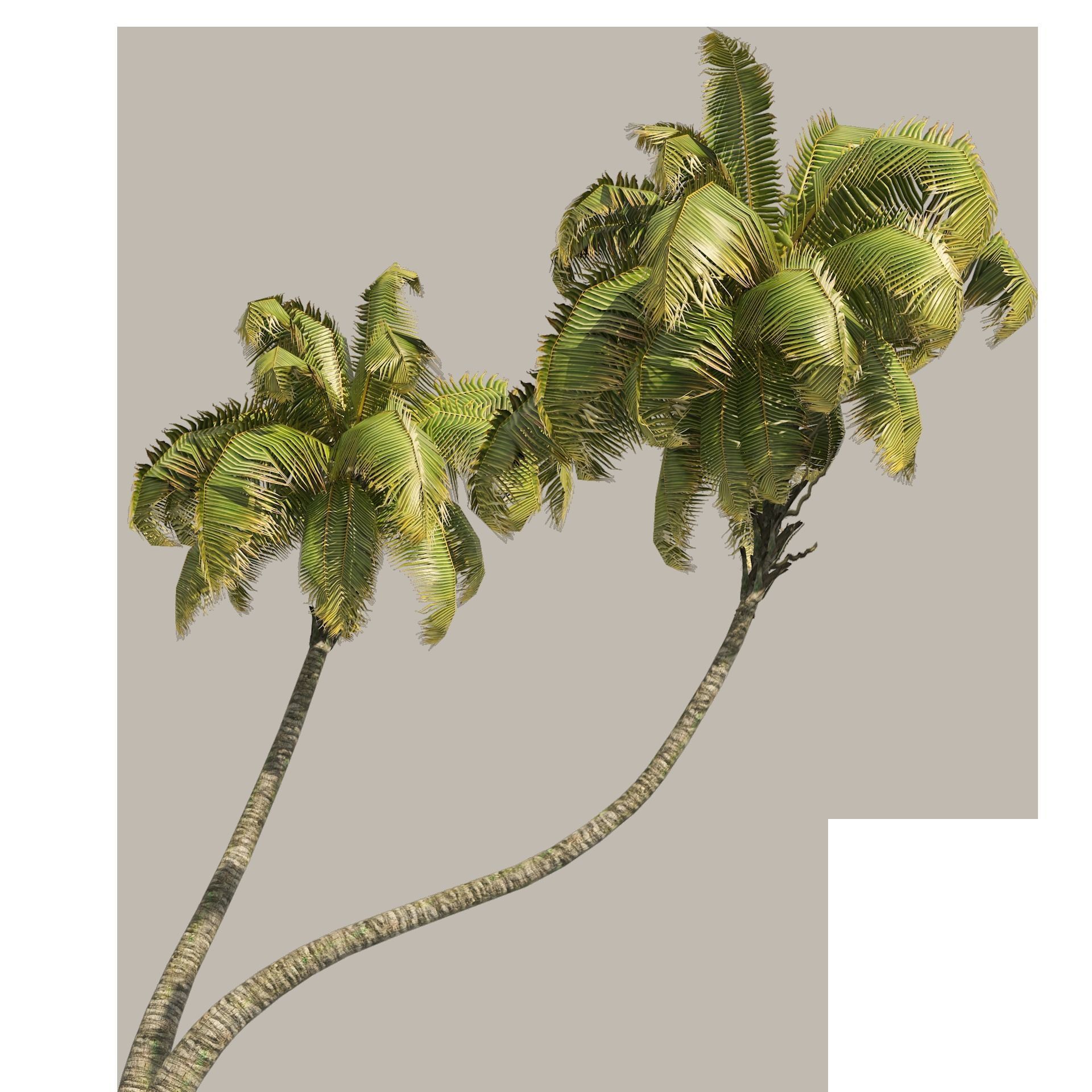 Coconut tree beach Low-poly 3D model_8