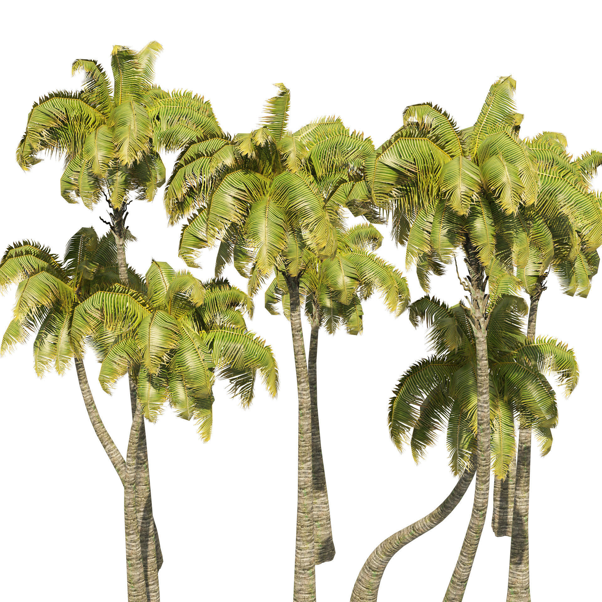 Coconut tree beach Low-poly 3D model_3