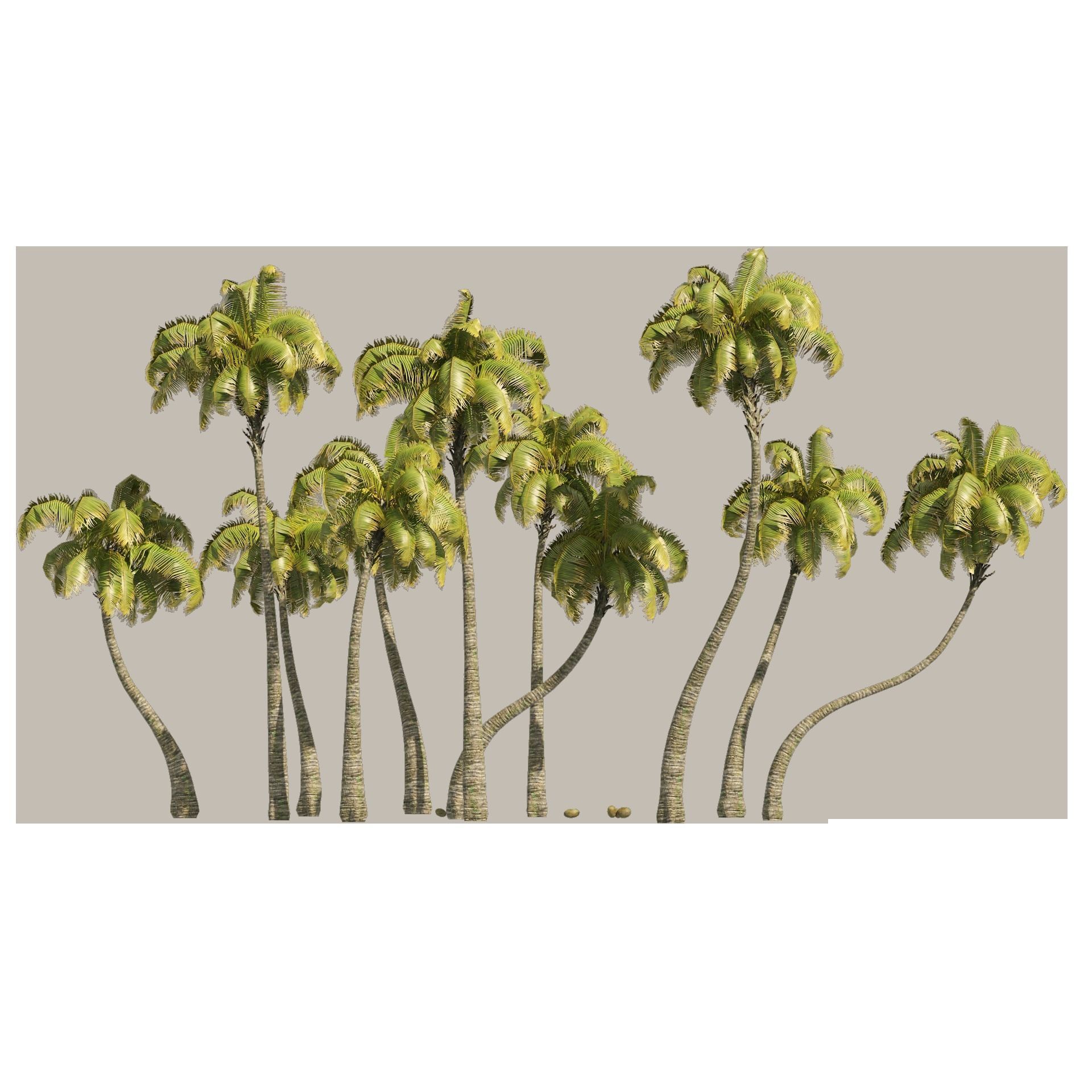 Coconut tree beach Low-poly 3D model_9