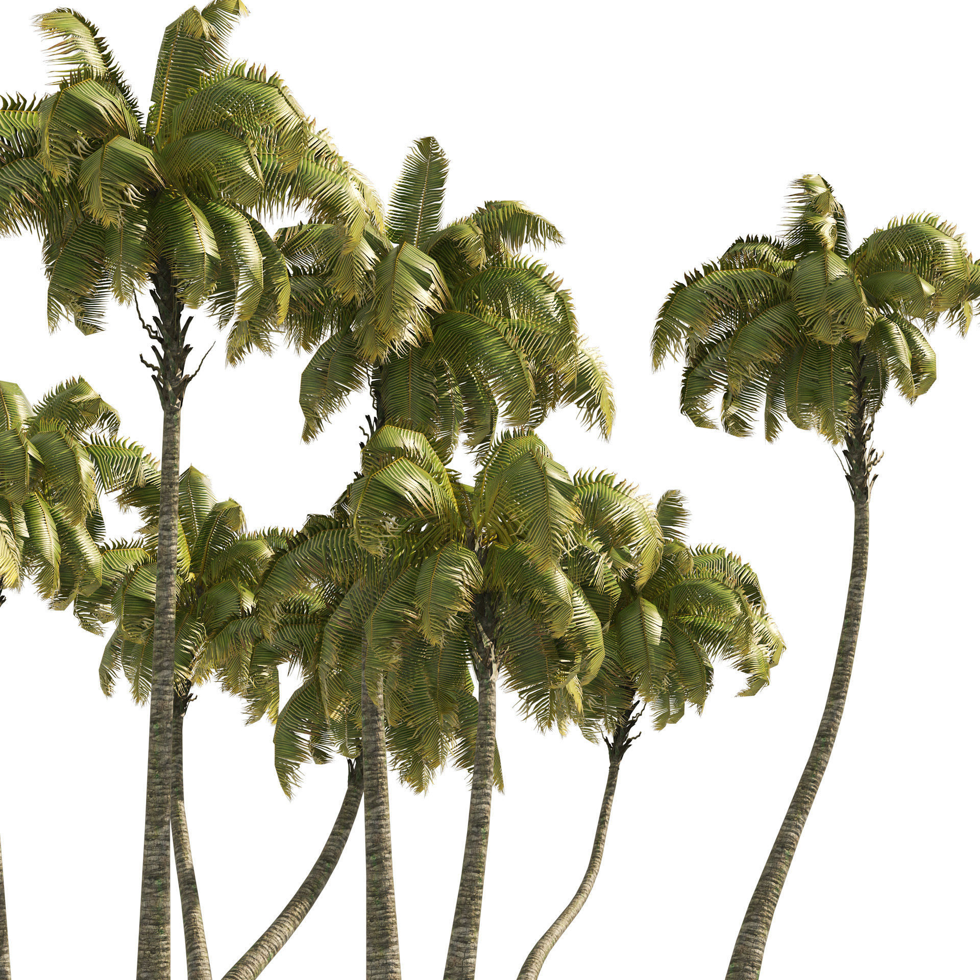 Coconut tree beach Low-poly 3D model_2