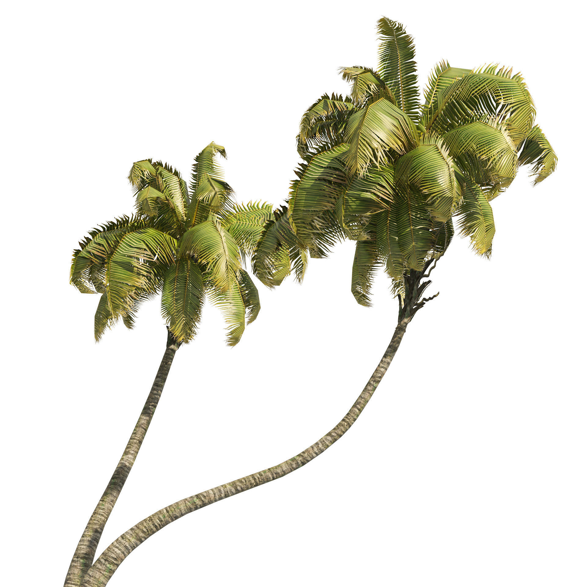 Coconut tree beach Low-poly 3D model_5