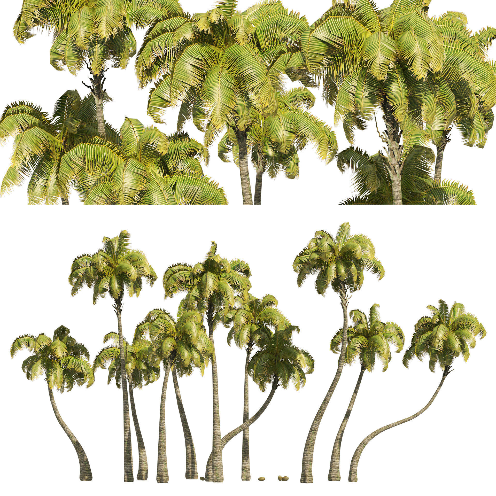 Coconut tree beach Low-poly 3D model_7