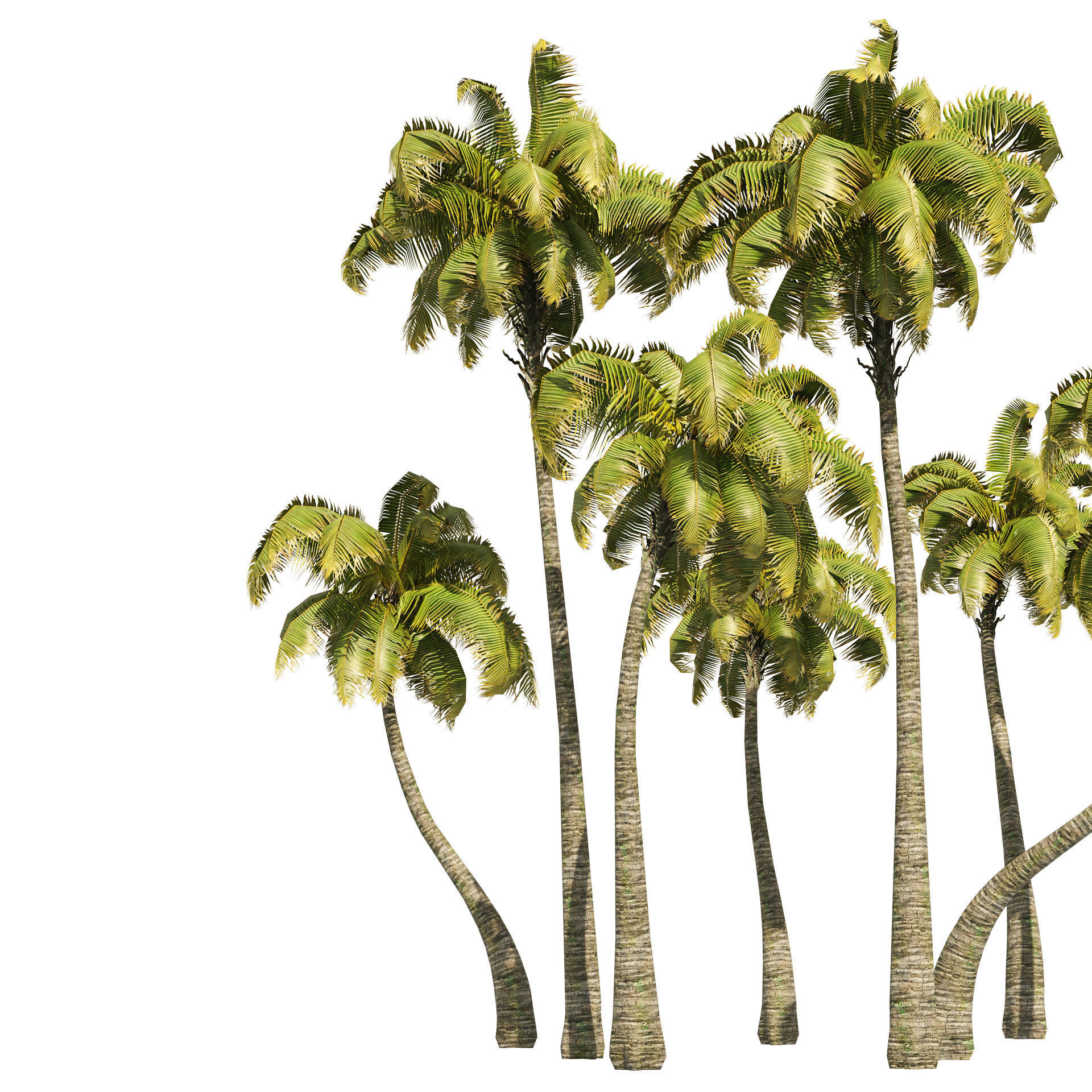 Coconut tree beach Low-poly 3D model_4