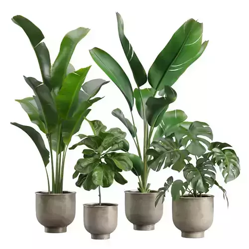 Indoor Plants Pack 23 3D model